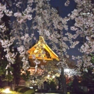 和服を装い京の観桜散策🌸