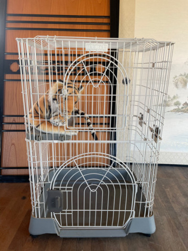 キャットゲージ