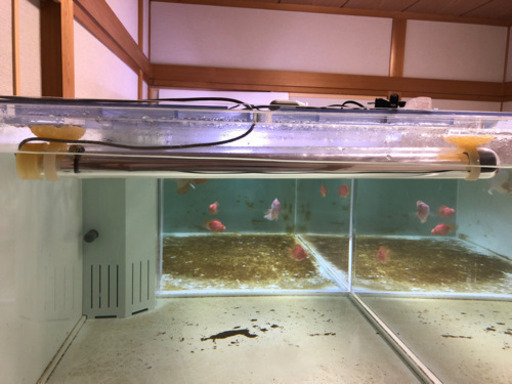 水中蛍光灯　20W