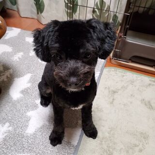 トイプードルとポメラニアンのMixです。