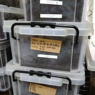 エレファス　ギアス　3令幼虫　10匹