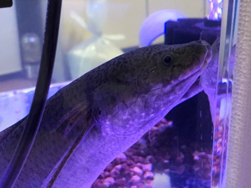 アンフィビウス