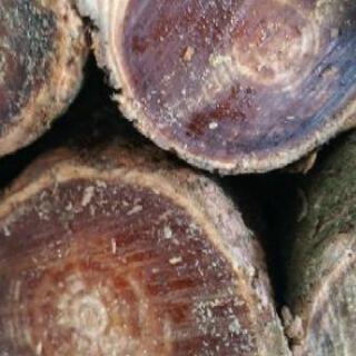 ファットウッド　100ｇ（キャンプで使う着火材）