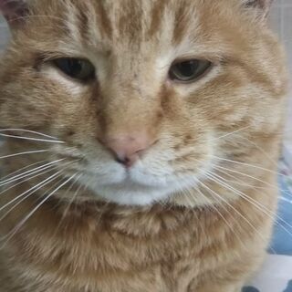 茶トラ　オジサマ猫の里親様募集　エイズキャリア　推定4歳