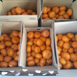 蒲郡みかん🍊　青島　約5kg