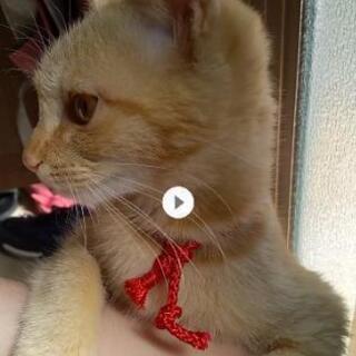★トライアル中☆子猫の里親を募集しています☆★