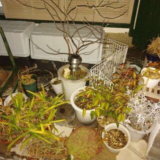 差し上げます　植物　ガザニア、小手毬、シロタエギクなど