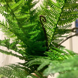 人工観葉植物 光触媒 花瓶付き お譲りしますの画像
