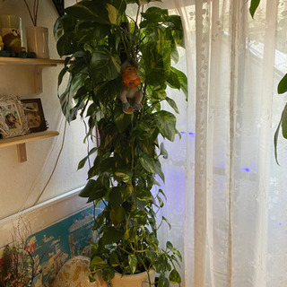 大型観葉植物ポトス