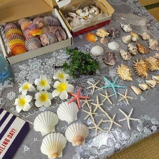 マリンアイテム ①