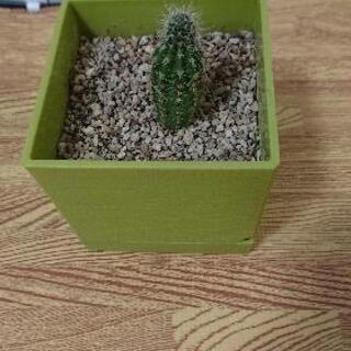 多肉植物:サボテンお譲りしますの画像
