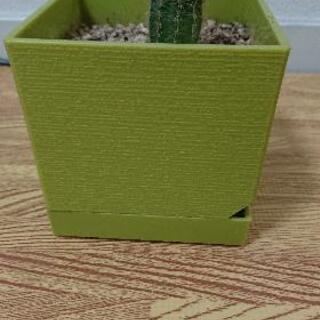 多肉植物:サボテンお譲りしますの画像