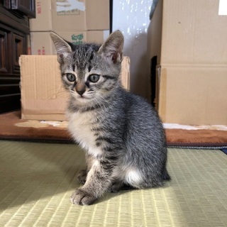 可愛いトラちゃん