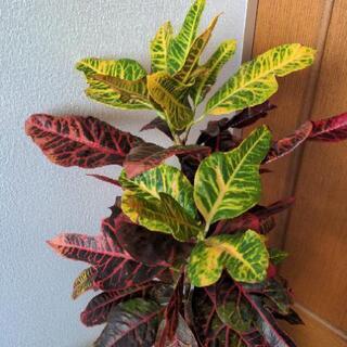 ハワイの観葉植物クロトンの画像