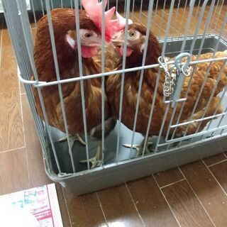 ポリスブラウンニワトリ