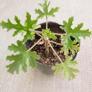 ⭐🌱ローズゼラニウム  蚊取り草  