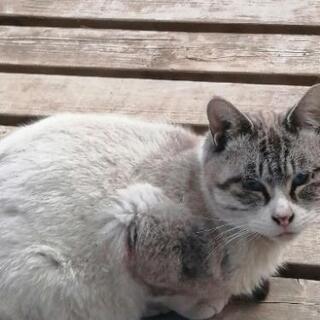 迷い猫(♂目がブルー）の飼い主さんを探しています