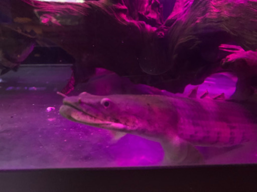 po.エンドリケリー　約40cm ニジェール産