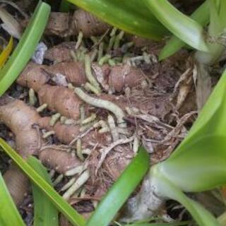 アガパンサス　球根の画像