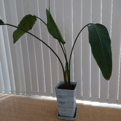 【取引中】観葉植物 オーガスタ