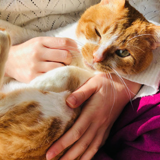 10歳以上雄猫(おじじ)の里親募集しています。