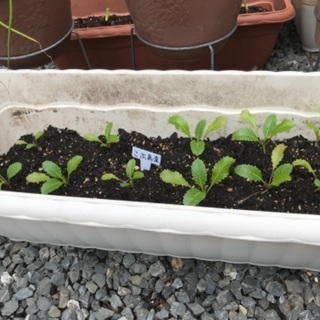 こぶ高菜の苗
