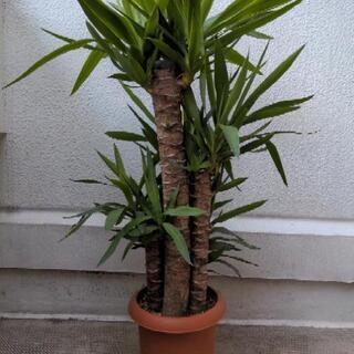 シンボルツリーにユッカの画像