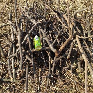 木の枝達　第二弾の画像