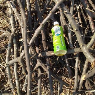 木の枝達　第二弾の画像