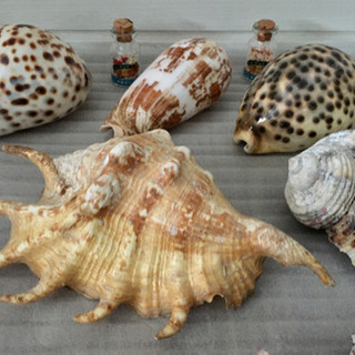 【沖縄海気分🏖竹富島星砂白砂付き】沖縄貝殻 星の砂キーホルダー 各種