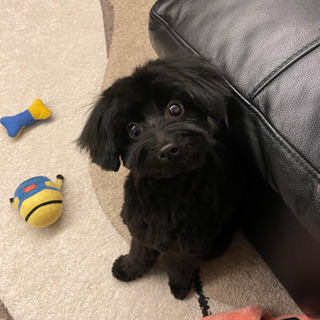 ミックス犬 ポメプー1歳2ヶ月