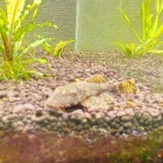 お取引中　　プレコ2匹　譲ります