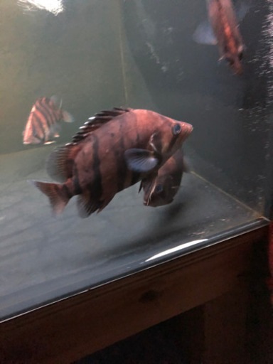 熱帯魚　　ダトニオ　15cmくらい三匹