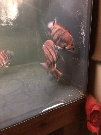 熱帯魚　　ダトニオ　15cmくらい三匹