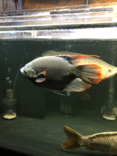 熱帯魚　　オスフローネムス　