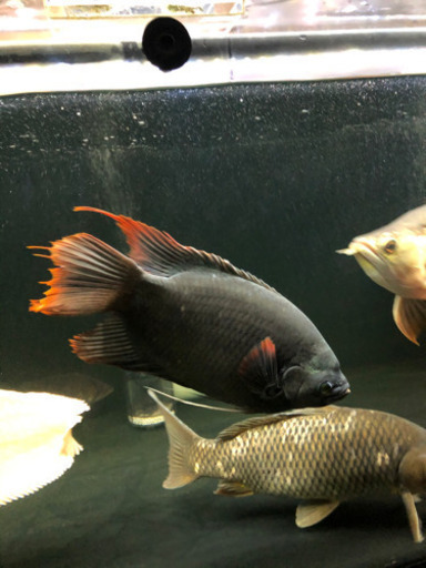 熱帯魚　　オスフローネムス　