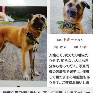 実家の愛犬トミー(10才雄去勢済)を探しています。似ている犬を目...
