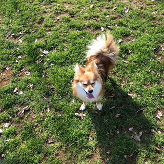 犬友達募集❤