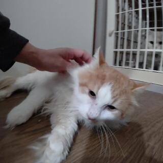 ゴージャスなノルウェージャンの男の子です − 兵庫県