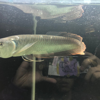 大型魚 5匹まとめて 安くで譲ります！  シルバーアロワナ等