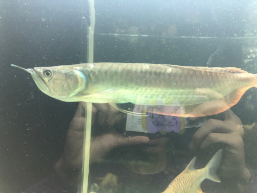 大型魚 5匹まとめて 安くで譲ります！  シルバーアロワナ等