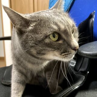 本当に泣く泣くなのですが、、猫の里親募集いたします