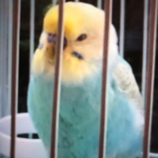 セキセイインコがいなくなりました