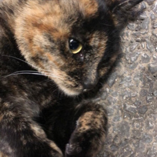 【受付中止中】サビねこちゃんの里親募集！！