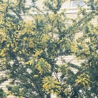 ミモザのお花を探しています