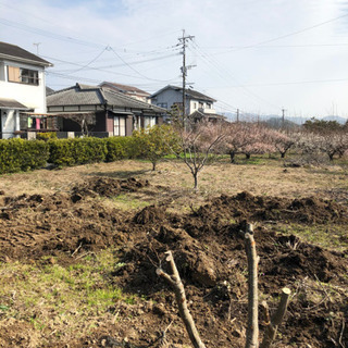 大至急！　金柑、柿、梅　、栗、日向夏