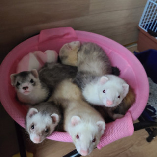 フェレット・ミーア飼いさん友達になりませんか？