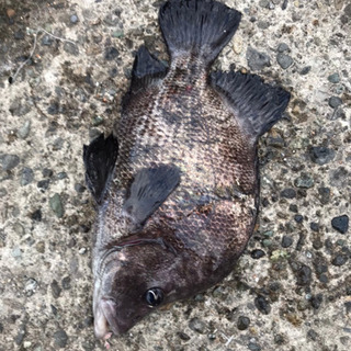 今度の連休釣りしましょう🎣 - 中郡