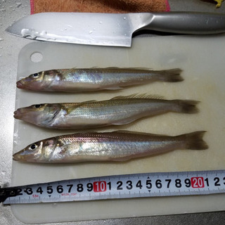 今度の連休釣りしましょう🎣 - 友達