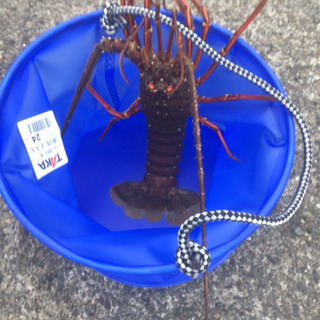 今度の連休釣りしましょう🎣 − 神奈川県